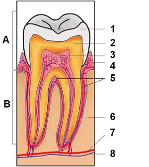 Opbygning af tand